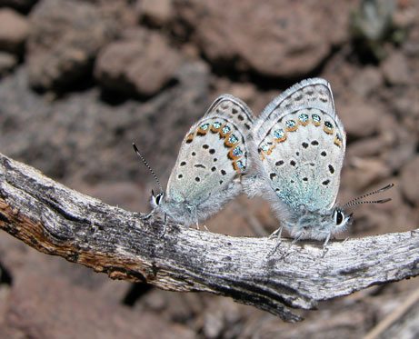 hybrid butterflies